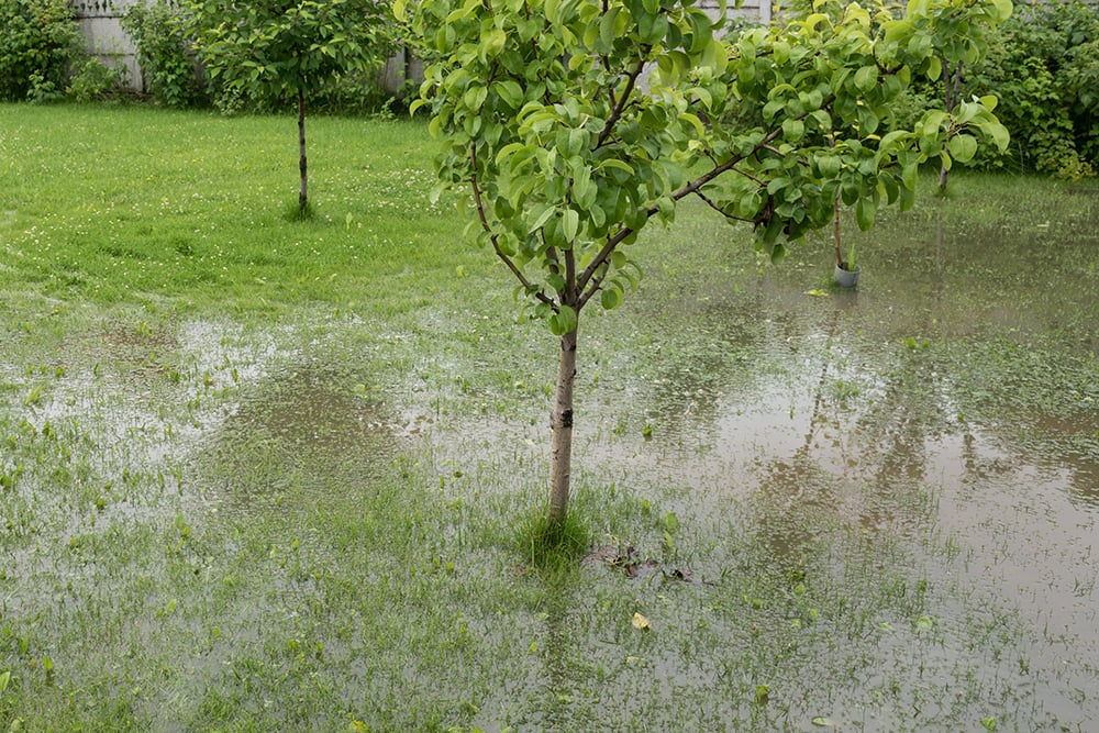13 Ways to Keep Your Yard Dry, and a Guide to Choosing the Right Type
